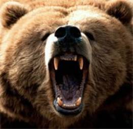 Ataque de um urso pardo a um homem, mordidas mortais
