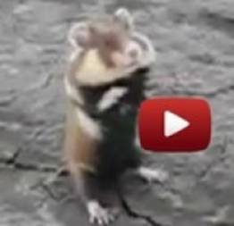O Hamster mais valente do mundo