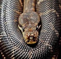 Olha o tamanho dessa cobra Píton Reticulada