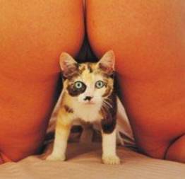 Gato é um bicho esperto