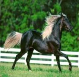 10 coisas interessantes sobre o cavalo