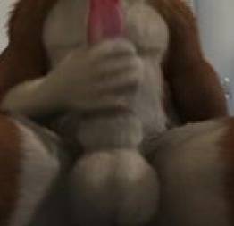 Furry masturbação dog animal